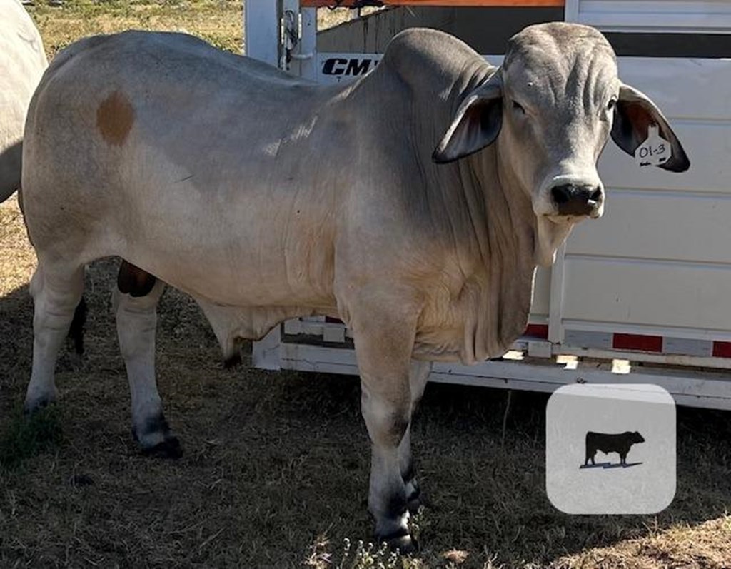 Cattle Range Listing Photo