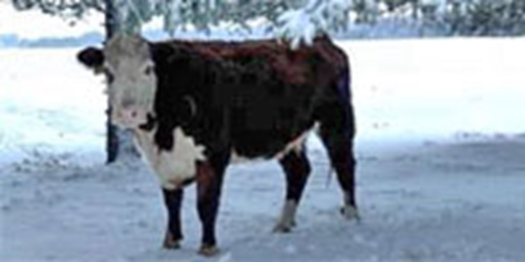 2 Gelbvieh & Hereford Cows... W. Central IL