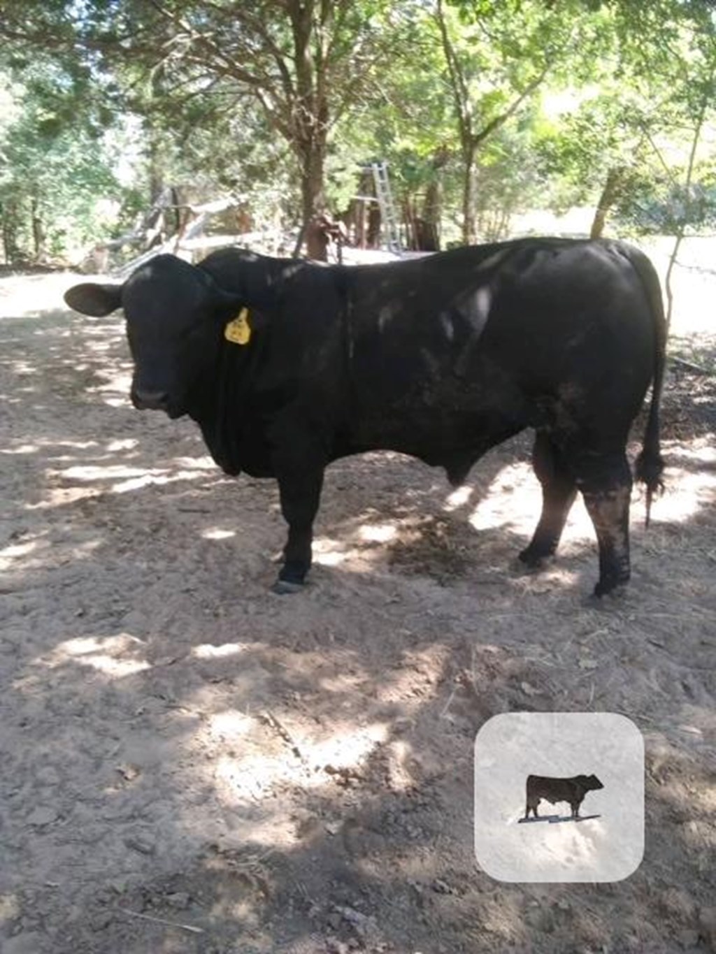 Cattle Range Listing Photo