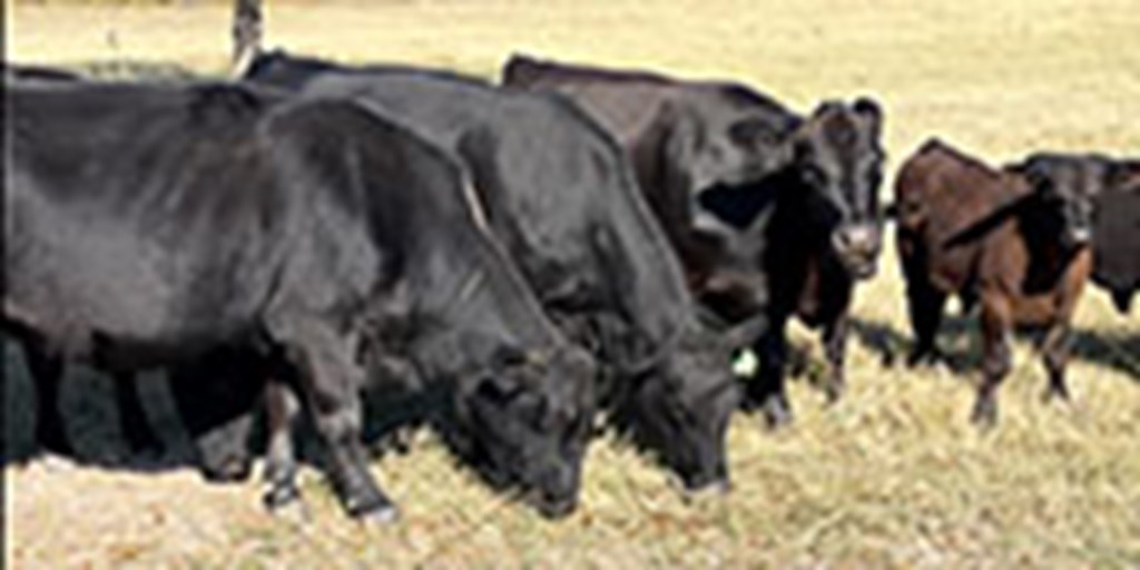 8 Angus Pairs... Central TX