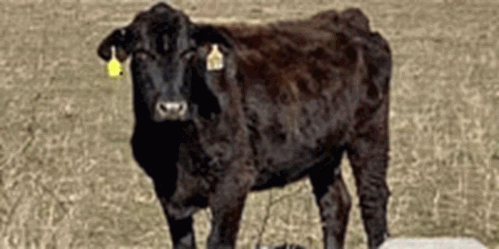 12 Angus & Charolais Cows... North TX