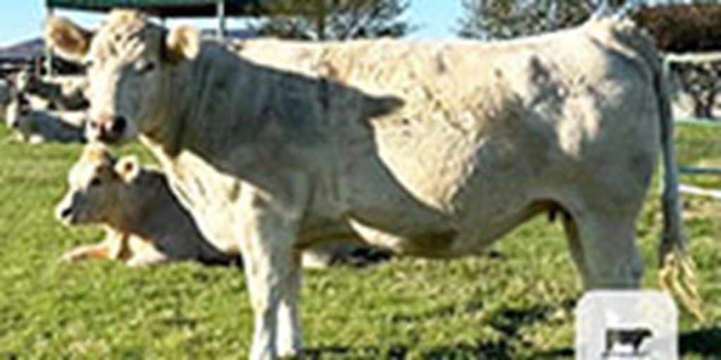 4 Reg. Charolais Open Cows... Southeast TX