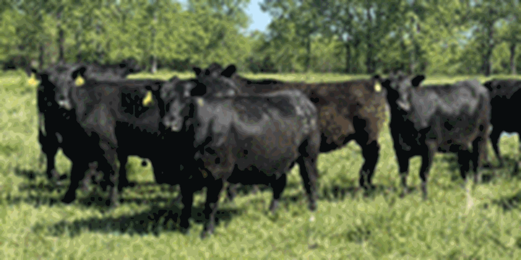 100	Angus & BWF Cows	Southwest MO