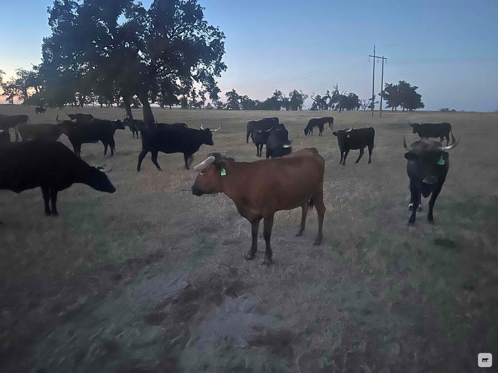 Cattle Range Listing Photo