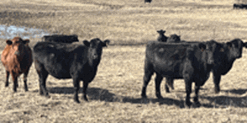 60 Angus, BWF, & Red Angus Cows... Southwest MO