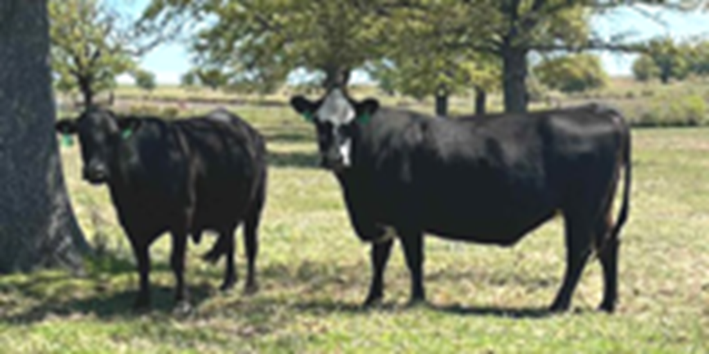 45 Angus & Angus Cross Cows w/ 20+ Calves... North TX