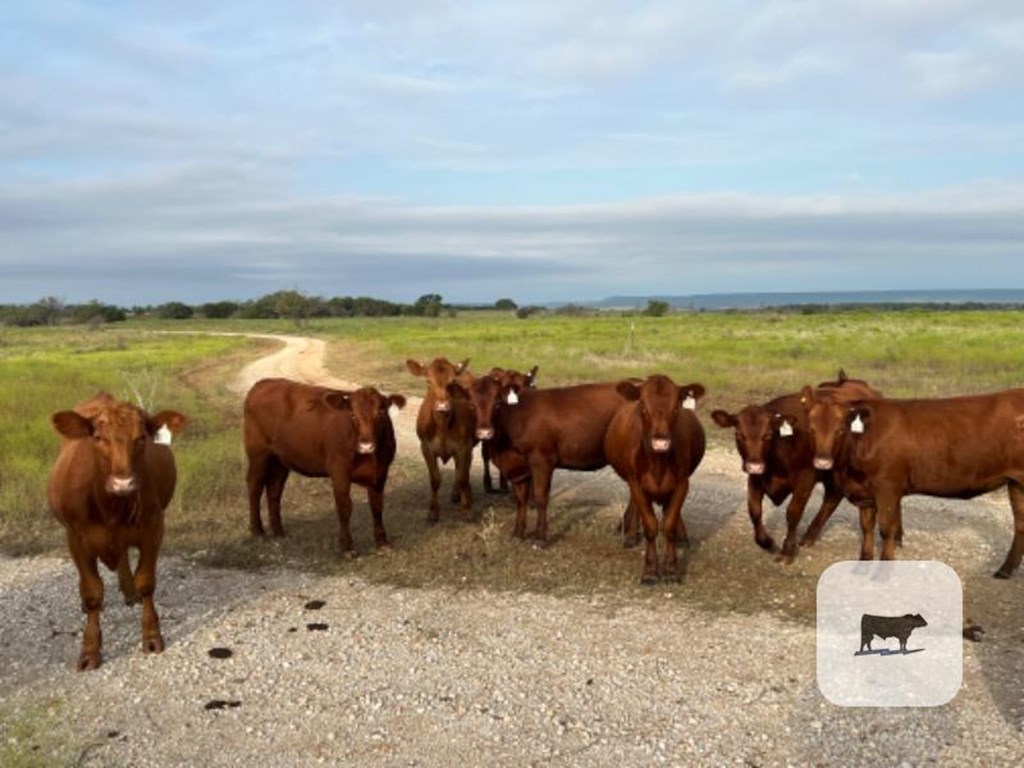 Cattle Range Listing Photo