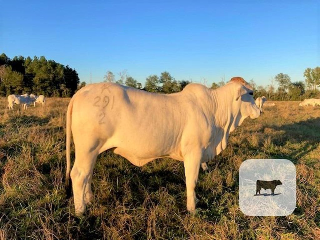 Cattle Range Listing Photo