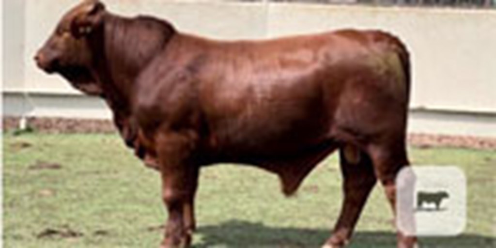 7 Reg. Beefmaster Bulls... Central TX