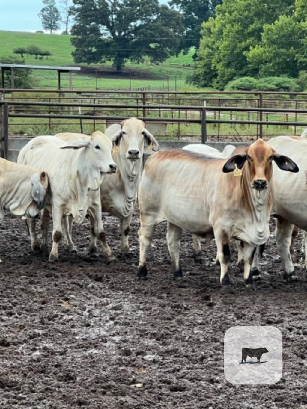 Cattle Range Listing Photo