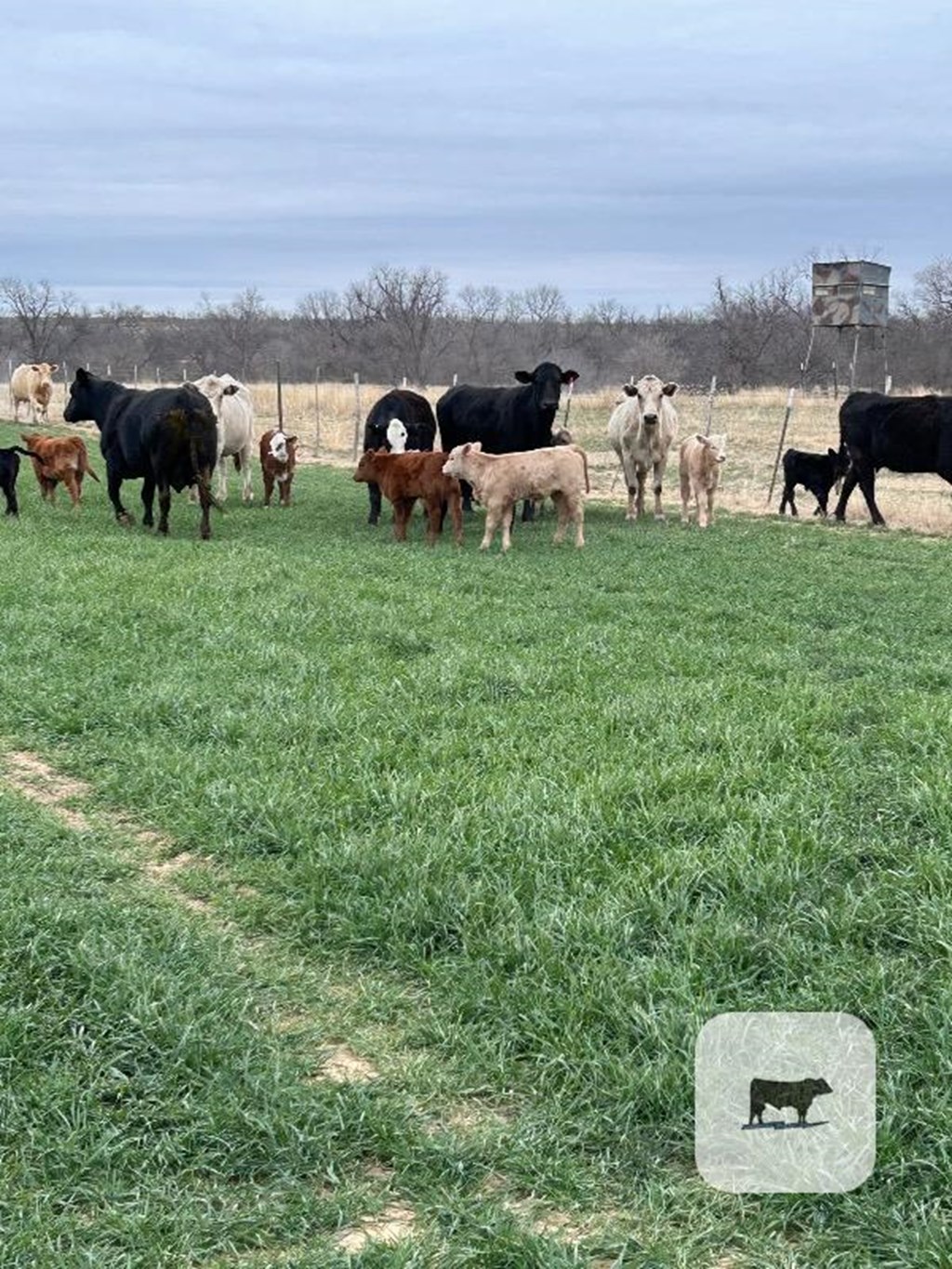 Cattle Range Listing Photo