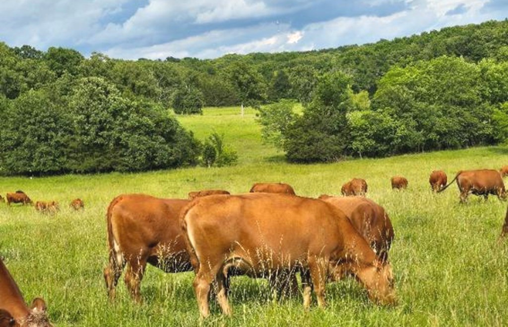 Mid-Year Beef Cattle Inventory Estimated to be Slightly Lower
