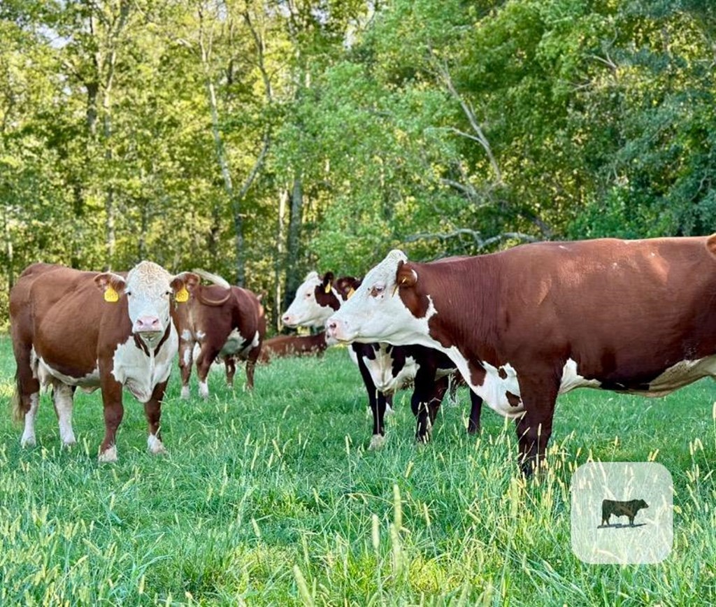 Cattle Range Listing Photo