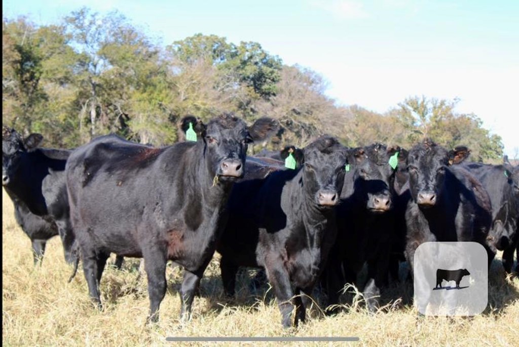 Cattle Range Listing Photo