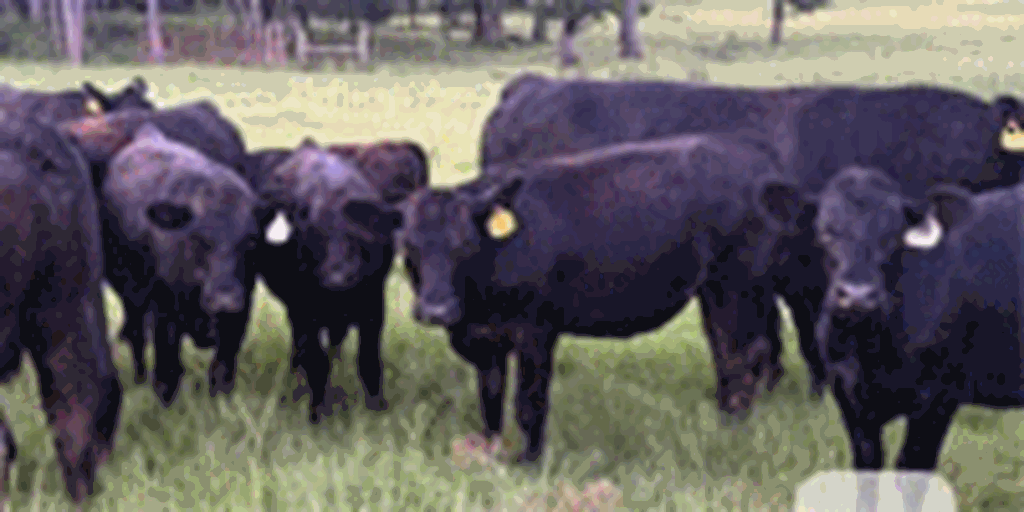 10 SimAngus Bred Heifers... Southeast MS