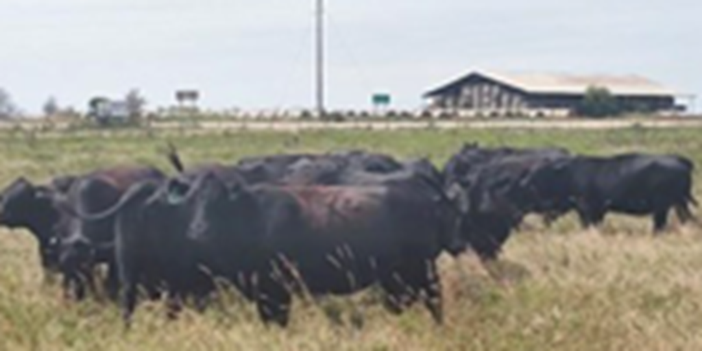 24 Angus & Angus Cross Cows... Southeast KS