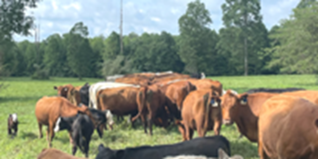 88 Red Angus Cows... Eastern TN