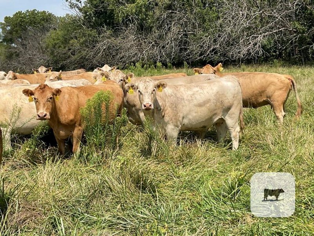 Cattle Range Listing Photo