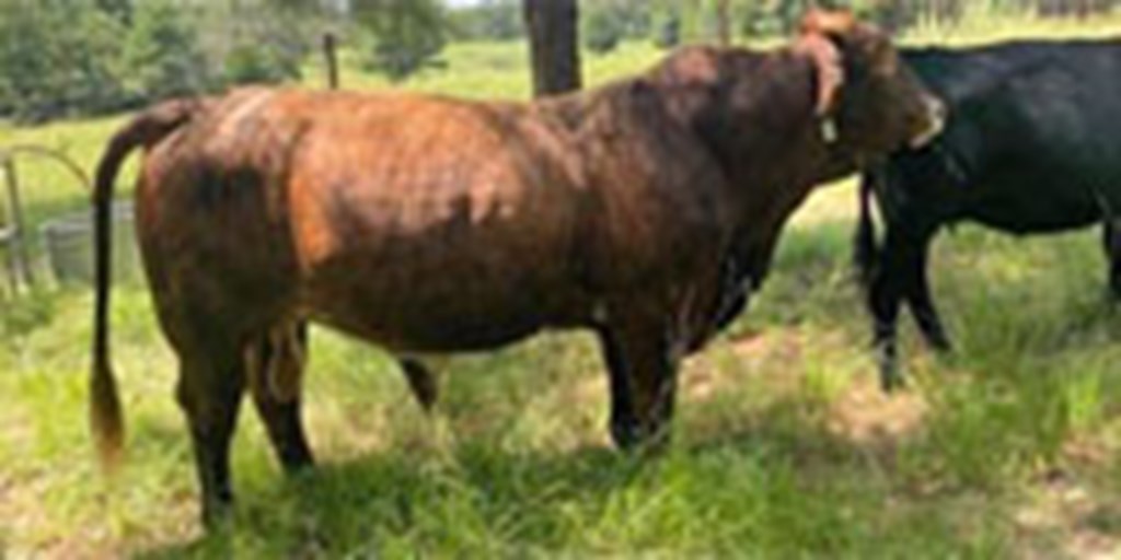 1 Reg. Beefmaster Bull... Northeast TX