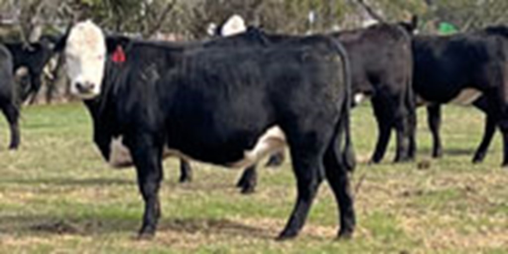 40 Angus Baldy Rep. Heifers... N. Central TX
