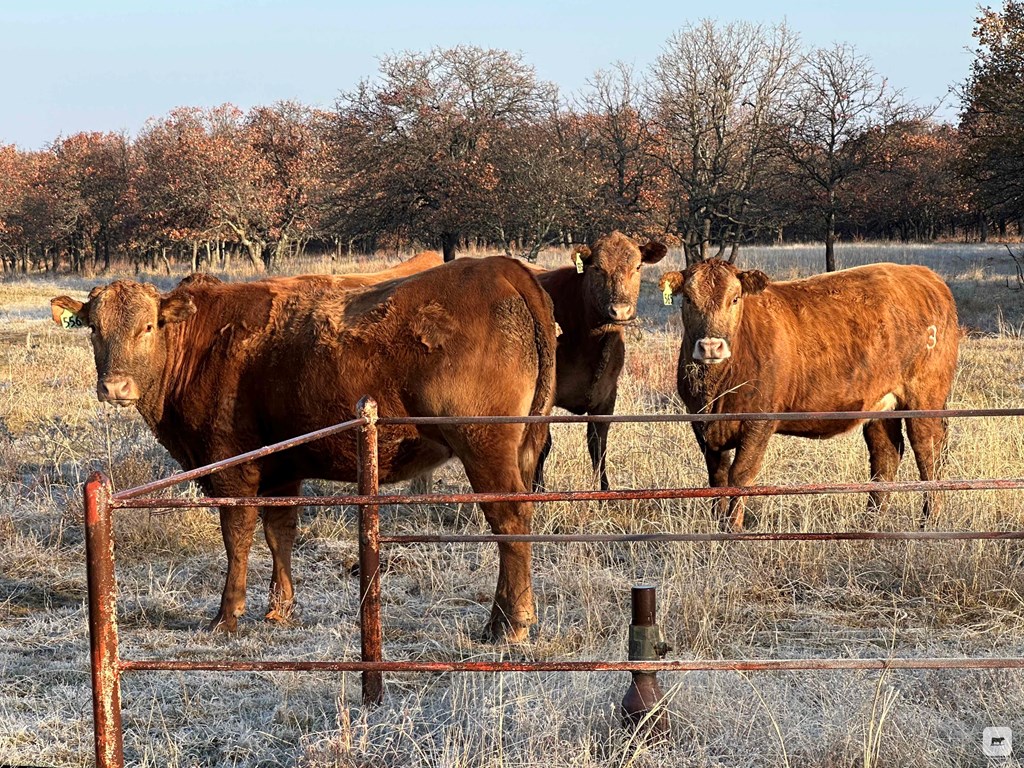 Cattle Range Listing Photo