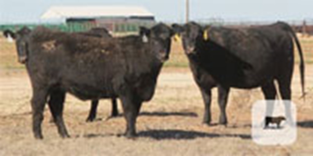49 Angus Cows... TX Panhandle