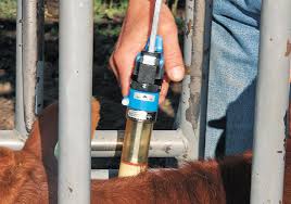 Modified-Live Or Killed: A Crash Course In Vaccine Types Cattle Range