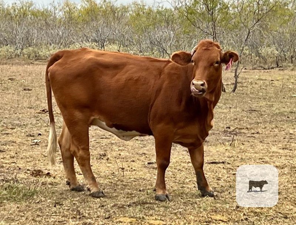 Cattle Range Listing Photo