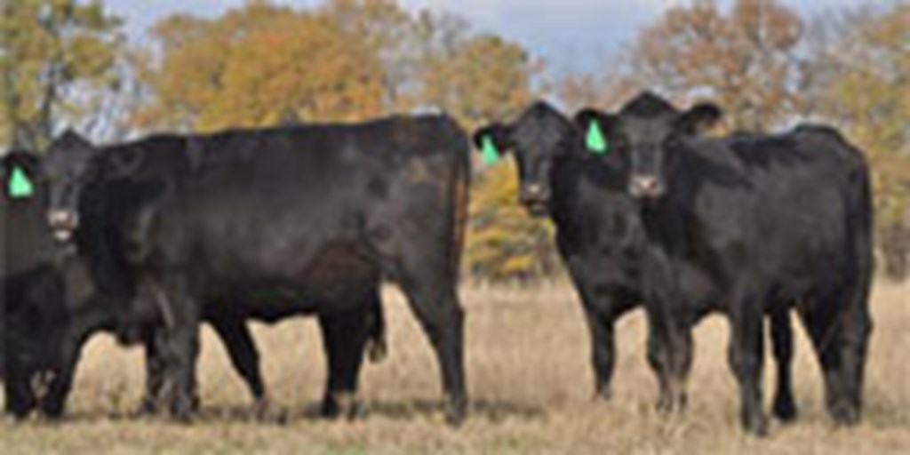 9 Angus Bred Heifers... Central TX