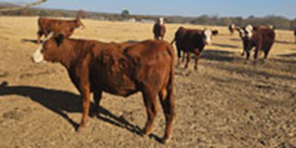 20 Red Angus RWF Bred Heifers... Northwest AR