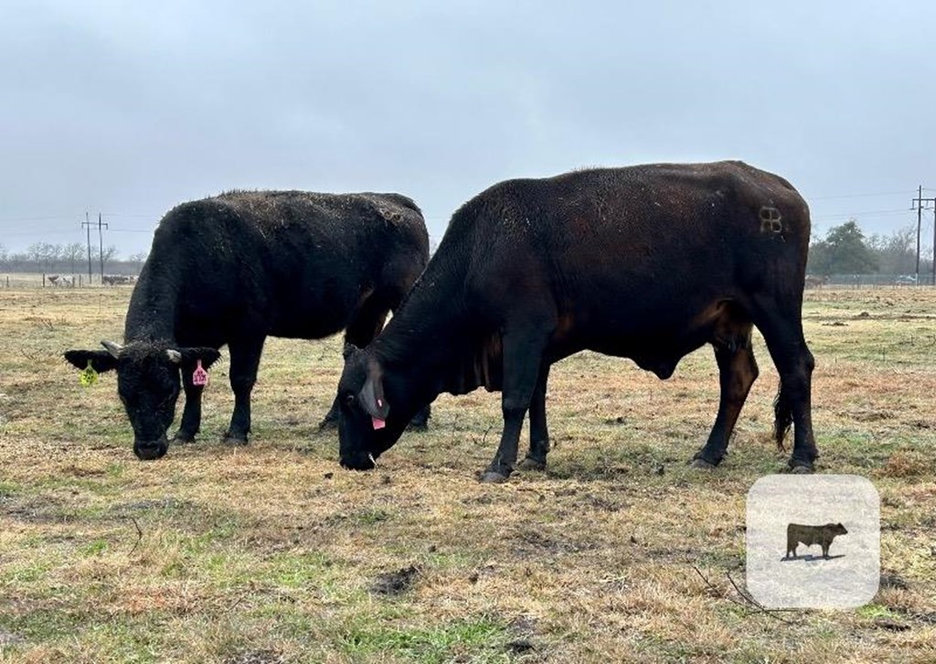 Cattle Range Listing Photo