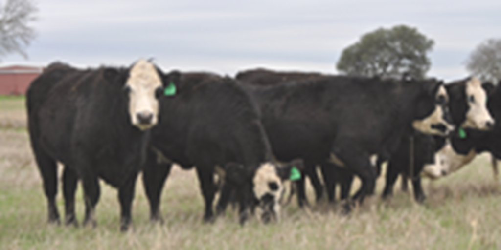 37 Angus/Hereford Black Baldy Bred Heifers... Central TX