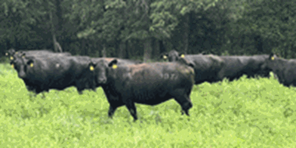 13 Angus & BWF Cows... Southwest MO