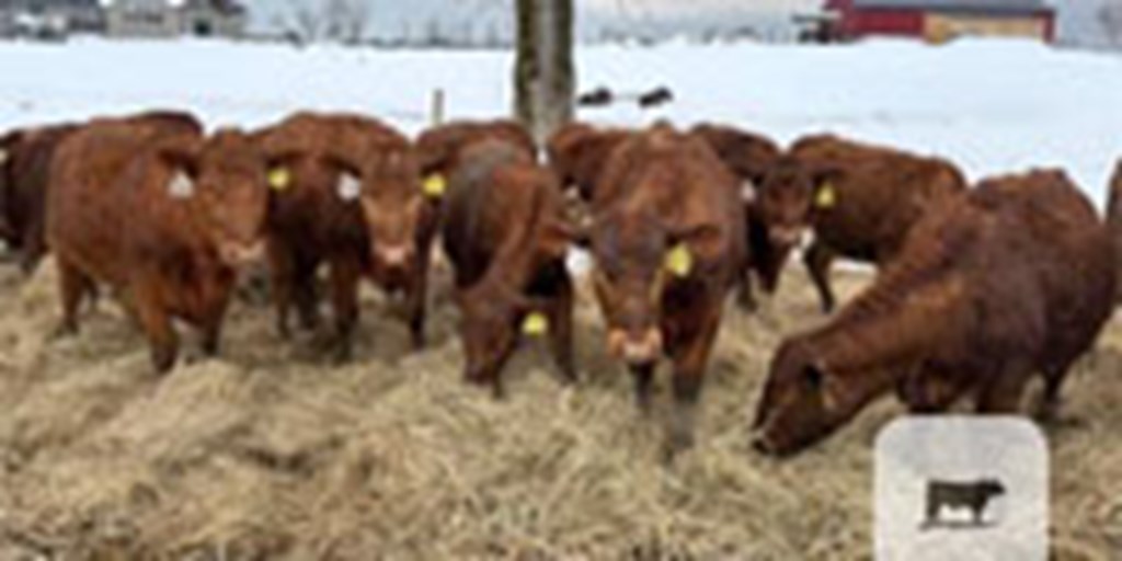 22 Red Angus Bred Heifers... Northeast NY