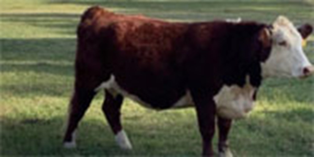 24 Reg. Hereford Cows... Central MS