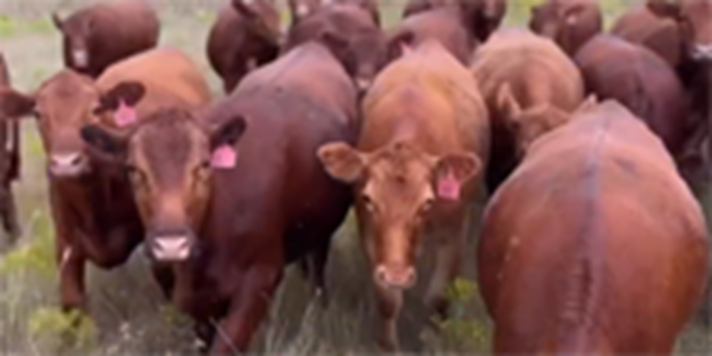 48 Red Angus Bred Heifers... N. Central OK