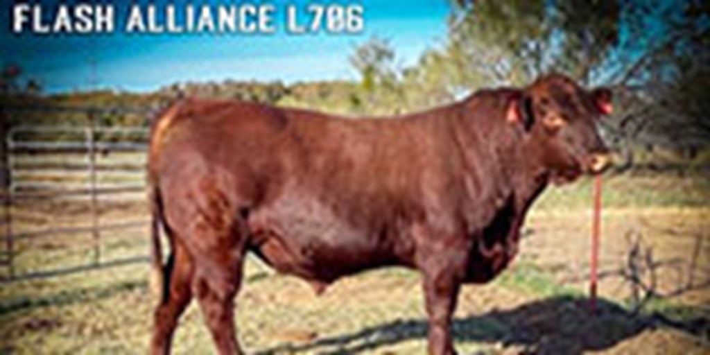 1 Reg. Red Angus Bull... N. Central TX