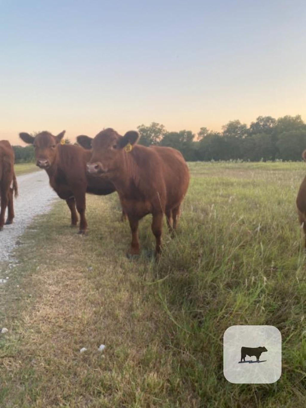 Cattle Range Listing Photo