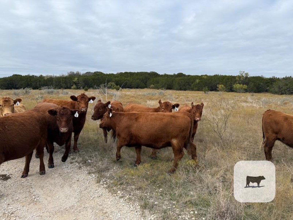 Cattle Range Listing Photo