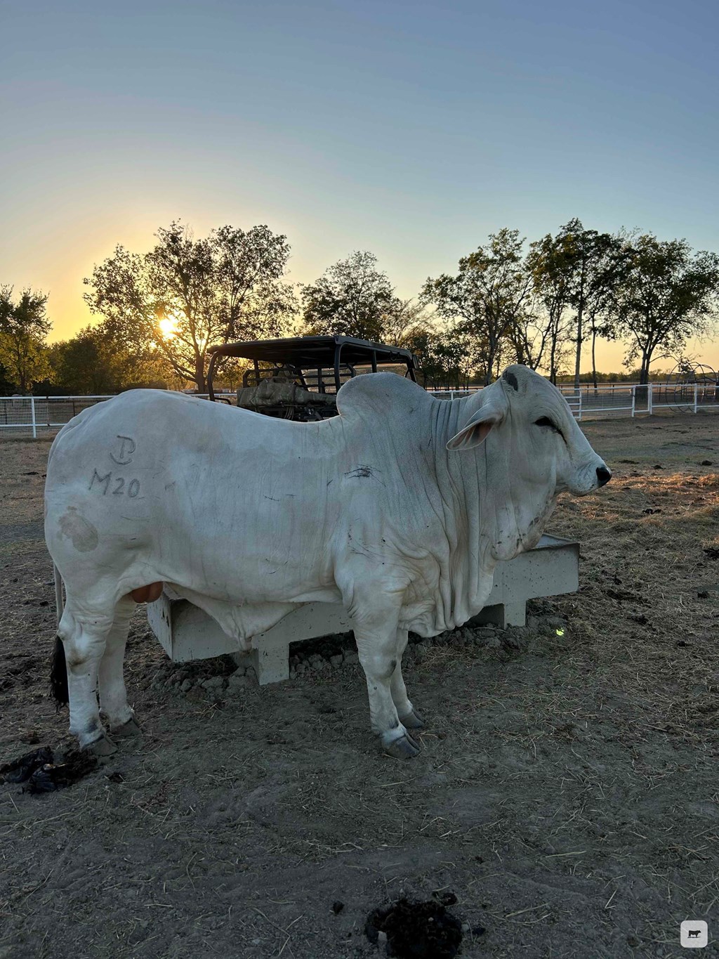 Cattle Range Listing Photo