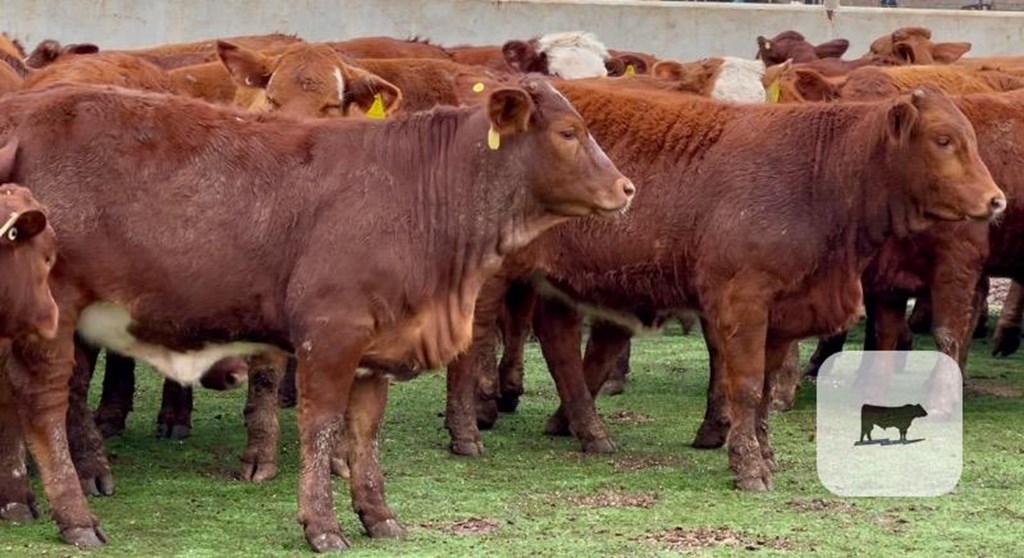 Cattle Range Listing Photo