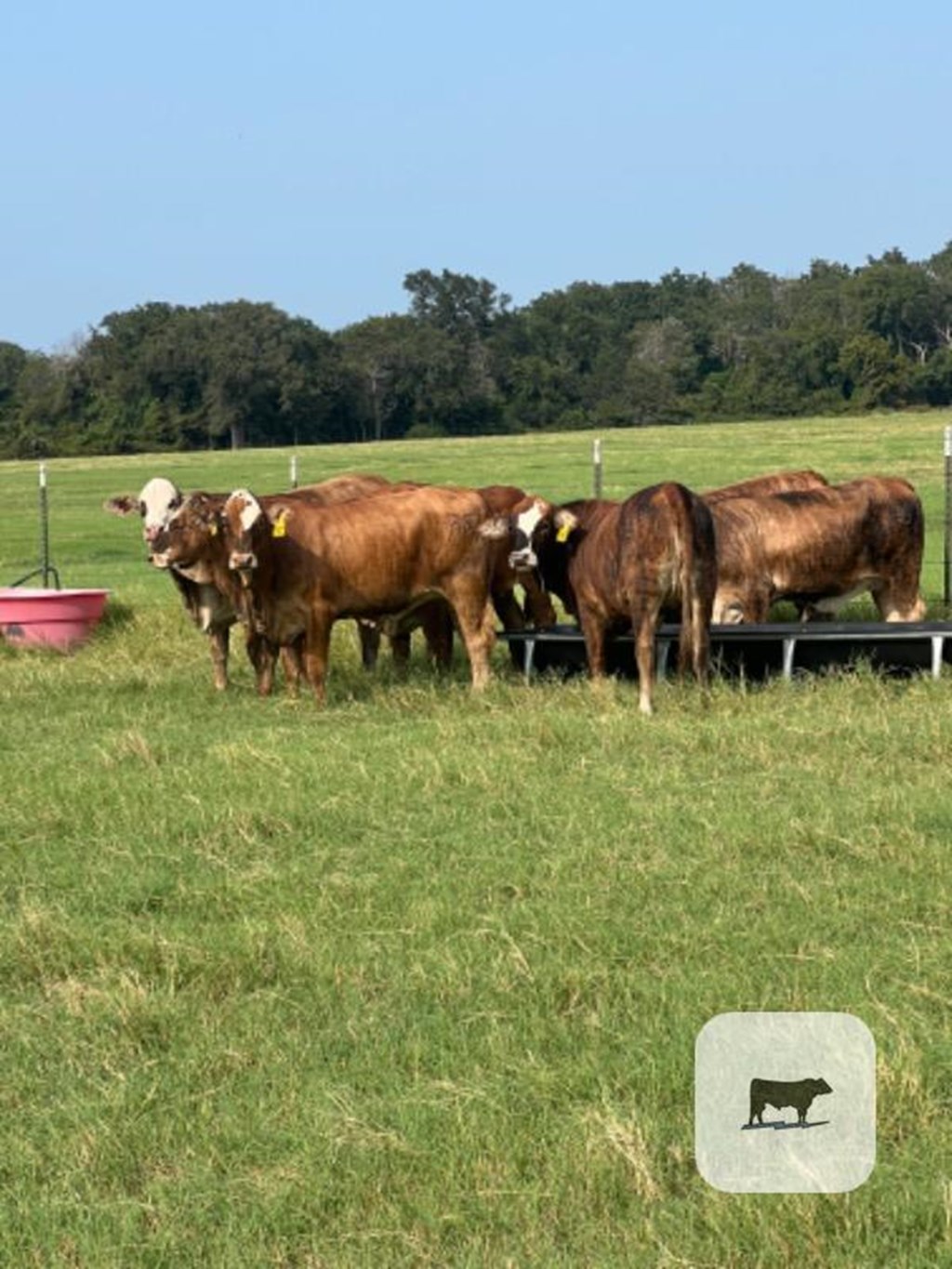 Cattle Range Listing Photo