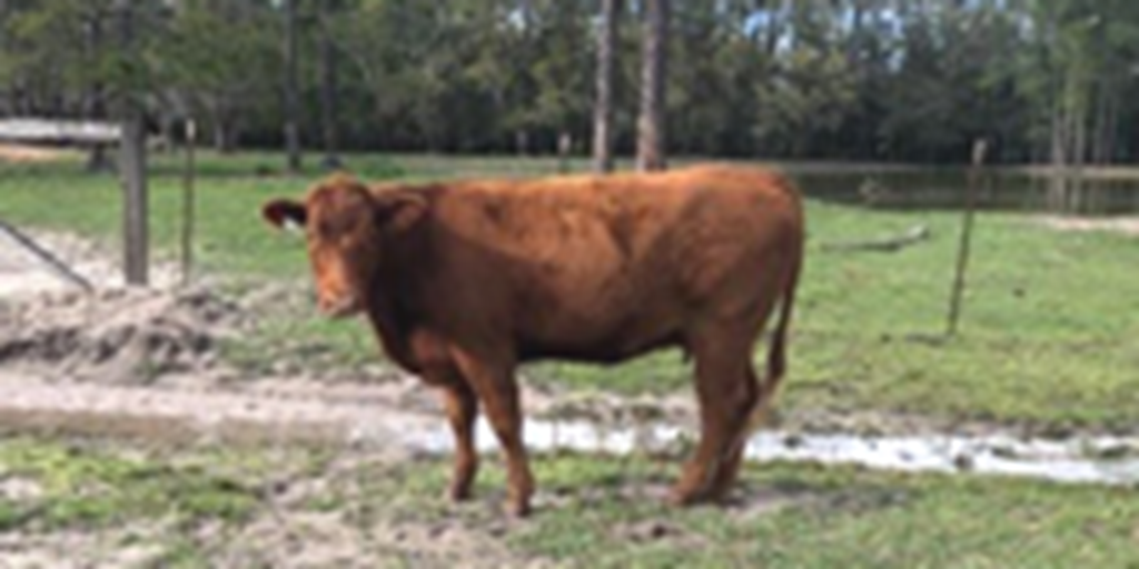 9 Purebred Limousin Bred Heifers... Northern FL
