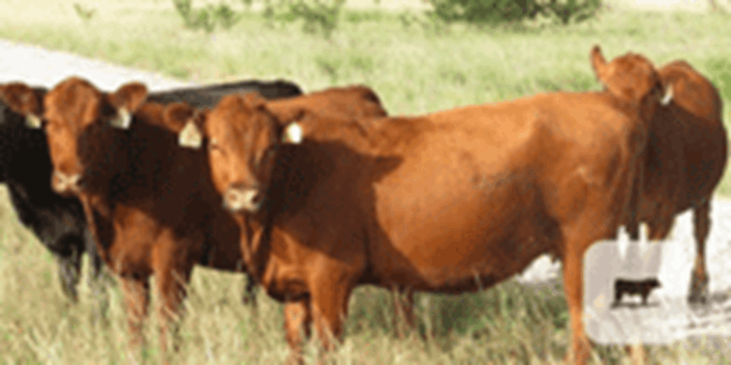 20 Red Angus Bred Heifers... North TX