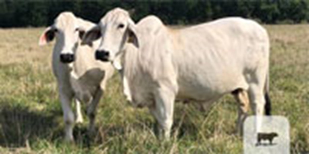 13 Reg. Brahman Cows... Southwest AR