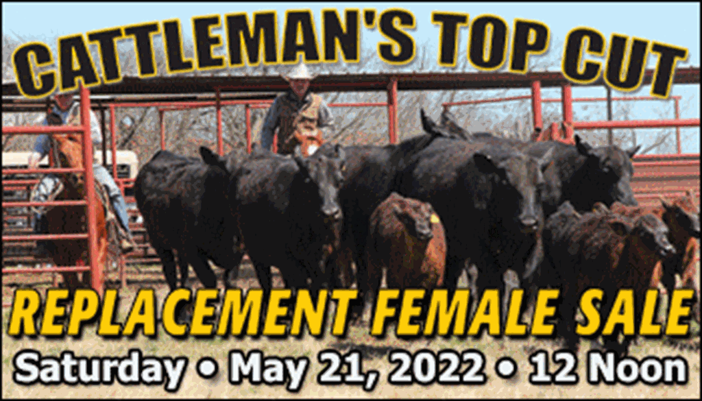 SS-Cattleman's Top Cut Replacement Female Sale-05-21-2022