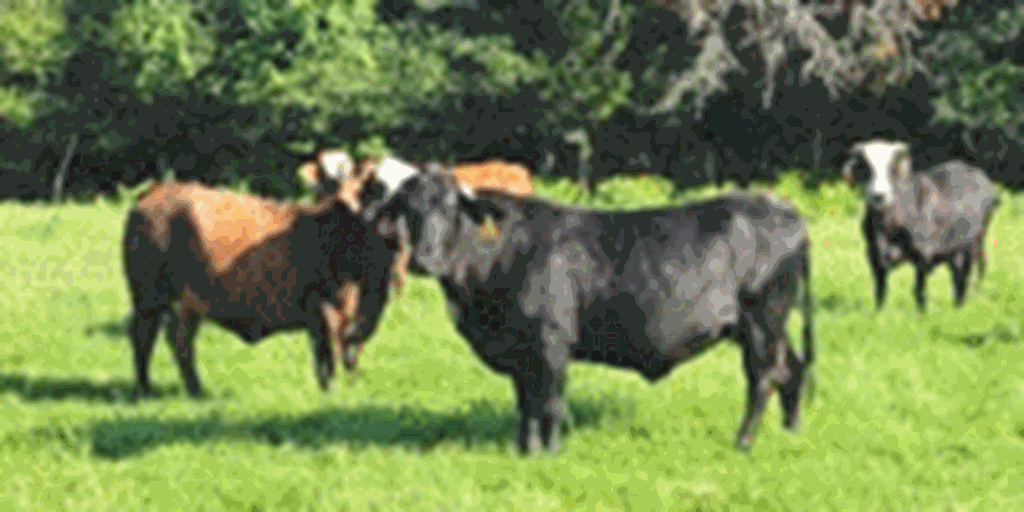 55 Crossbred Cows... East TX