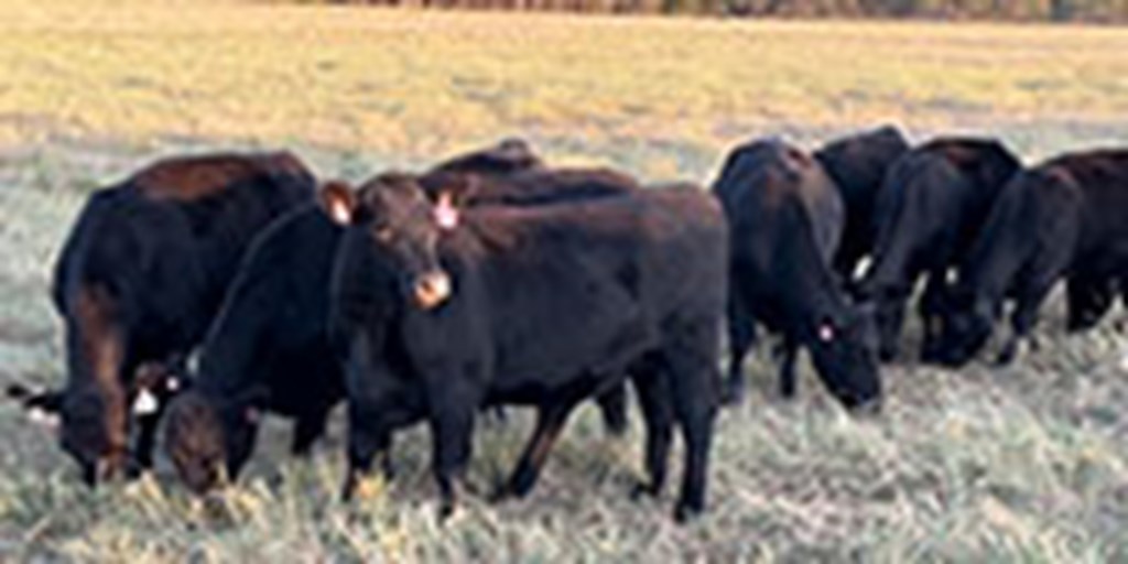 10 Angus Bred Heifers... Central TX ~ FD