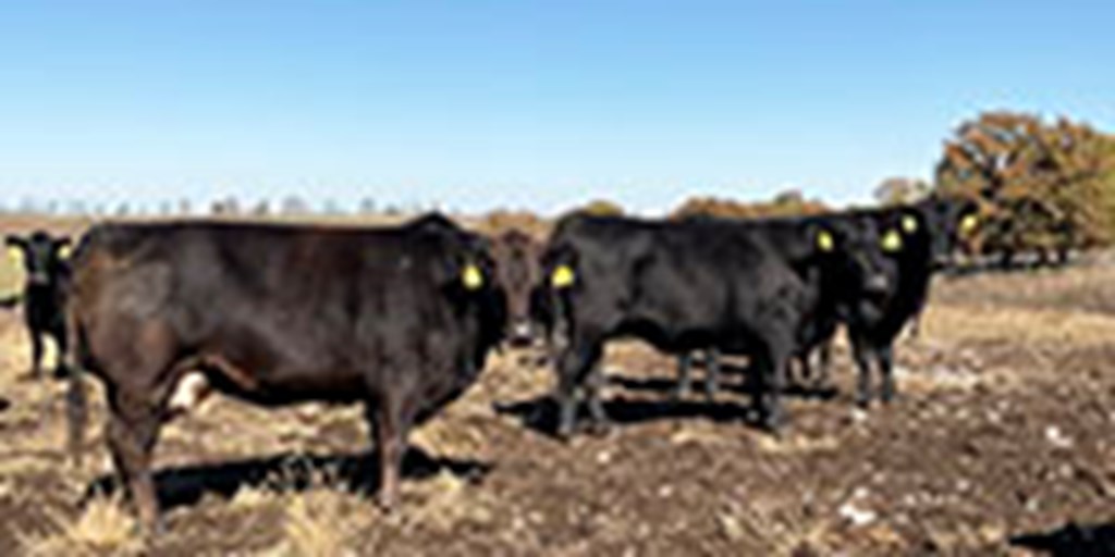 40 Angus & BMF Cows... Southwest MO