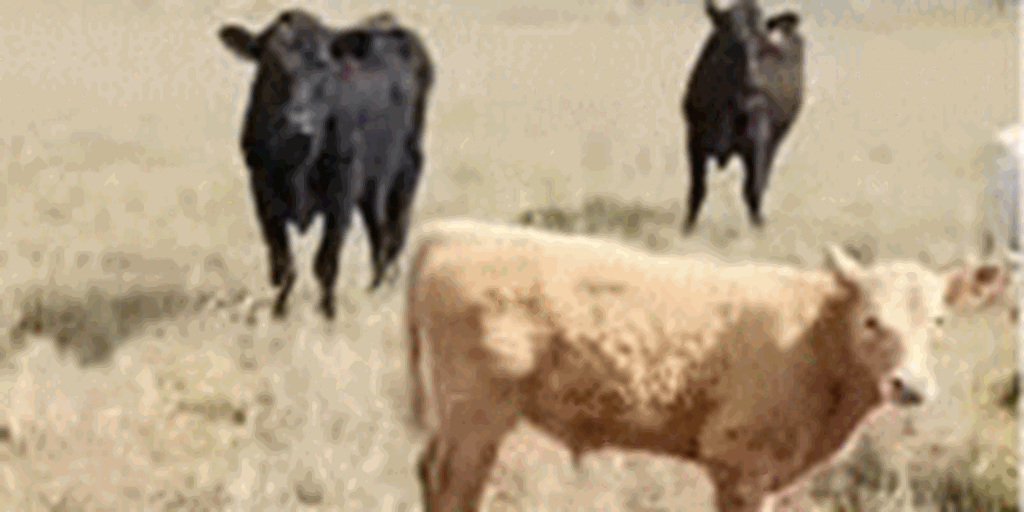 24 Angus Cows w/ 16+ Calves... Northeast MS